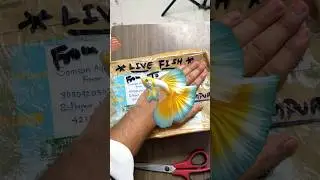 Online aayi Exotic Guppies 🥰 | 86/100 | Pets Vlog #minivlog #pets #petsvlog #aquarium #fish
