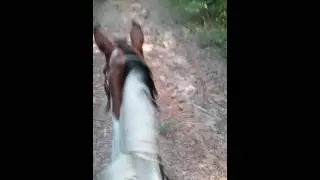 Pepper trail riding crossed the water