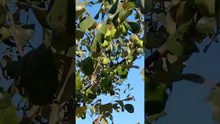 Seed se uga Apple Ber | Sirf 2 saal me fruit!  #shorts #fruit