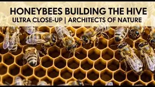 Honeybees building hive &ndash; ultra close up | Explore the World of Animals |THE WORLD OF INSECTS