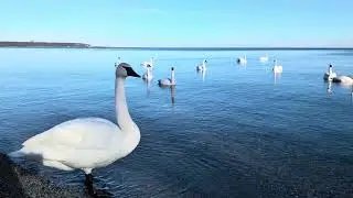 В компании друзей-трубачей и лебедей, в канун Рождества 3