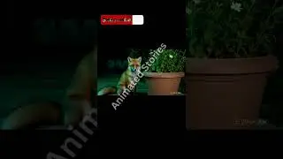 Creepy Animal Caught on Night Vision CCTV Making Human-Like Gestures| kids video | Animated Stories