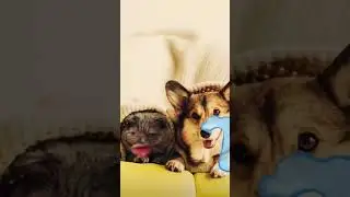 Ich habe getr&auml;umt das die Schule brennt Katze und Hund