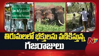 Tirupati : తిరుమలలో భక్తులను వణికిస్తున్న గజరాజులు | NTV Telugu