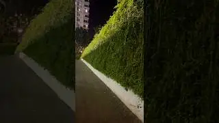 Amazing Curtain Creeper plant #nature #viral #subs