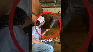 When a Baby Horse Chooses Love 🐎💖