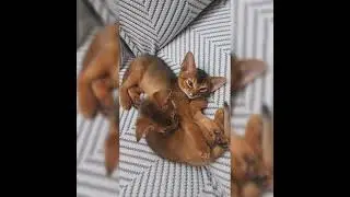 7-week-old Abyssinians growing strong and healthy 🐱💛 Still loving Mom&rsquo;s milk! #abyss #cute #kitten