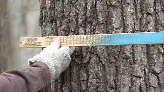 Assessing a Tree's Value