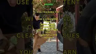 Dog Training Tip! 🐕🎓 #shorts