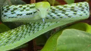 Ahaetulla prasina - Oriental Whip Snake 🇹🇭Thailand Living