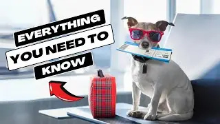 The Ultimate Guide on How to Travel With Your Pets