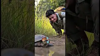 Butterflies drink blood too 😳🦋 | From Turtle's eyes to tears!