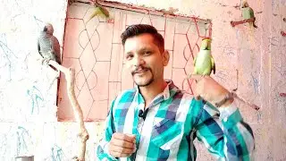 Will Pet Bird survive in wild atmosphere? | क्या पालतू बर्ड जंगली वातावरण में जीवित रहेगा? | PBI