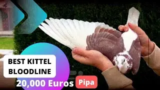 Best Kittel One Of The Great Racing Pigeons Bloodline In The World Auction Is Going On In Pipa