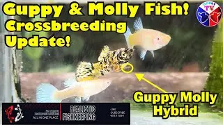 Guppy Fish and Molly Fish Crossbreeding | Hybrid and APW Cross Update!