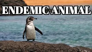 THE TOP 10 ENDEMIC ANIMAL OF GAL&Aacute;PAGOS ISLANDS #top10 #gal&aacute;pagos #endemic