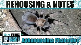 Aphonopelma chalcodes 