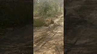 ## @@@ lion 🦁 safari me kuch asha dekhne ko mila aaj bhai #lionswatch ###