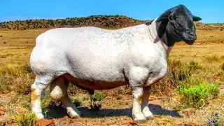 أضخم و أجود سلالة أغنام في أفريقيا | سلالة Dorper الضخمة 🇿🇦