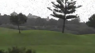 Amazing sight of thousands of birds on La Duquesa Golf Course, Manilva