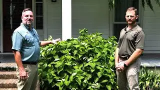 Get It Growing: How to handle Cercospora leaf spot on hydrangeas
