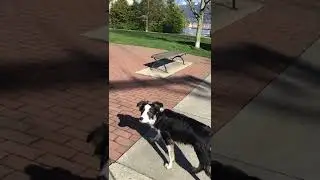 Off leash Border Collie walking down the sidewalk and crossing the street