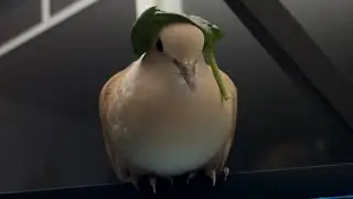 Never Give Up on your Bird who Secretly want Spinach