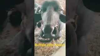 baffalos cute sound   #buffalolove#animalslover#buffalosound        #sorts
