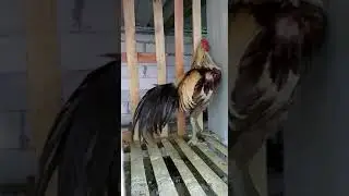 Ayam Pama Ninja BL