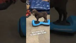 Этот щенок умеет кататься на ховерборде 👏