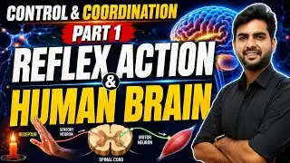 Reflex Action, Reflex Arc & Human Brain | Fast Revision | Class 10 Board Exam Booster