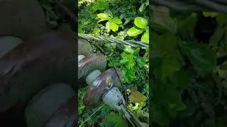 up pcl video