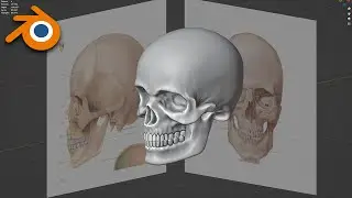 Human Skull | Blender 3D Modeling Time Lapse