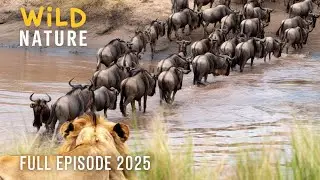 The Wildest Survival Tactics in Nature