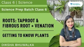 Taproot & Fibrous Root + Venation | Getting To Know Plants | Part 3 | Science | Class 6 | Diksha
