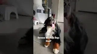 Do Bernese Mountain Dogs Shed? #bernesemountaindog #groomingtips