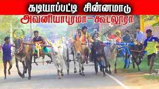 சின்னமாடு கடியாப்பட்டி பந்தயம் 17-01-2026|chinnamadu Race