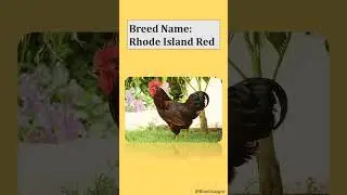 Top 8 Chicken Breeds in India 🐔 | Best Desi Breeds for Farming & Eggs! | #shorts #farm #poultry