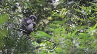 Dusky Langur (Trachypithecus obscurus) in Kaeng Krachan National Park, Thailand