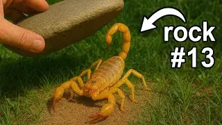 Flipping Rocks To Find Animals in South Africa