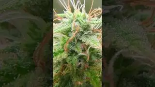 Diese Trichome der Cannabis Amnesia Haze fast Ernte ready?!