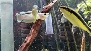 Aplochelius Panchax sparing