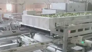 Sericulture Automated Leaves Feeding