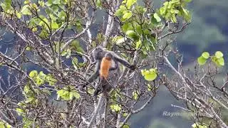 Silvered leaf monkey (Trachypithecus cristatus) with baby - Damai Sarawak #nature #birds