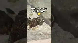 Мои крабы эволюционируют??