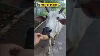 Kitni Pyari Gay Mata &ndash; Dil Se Rishta Jud Gaya 🐄❤️ #shorts #ytshort #viral #viralcow #cowlove