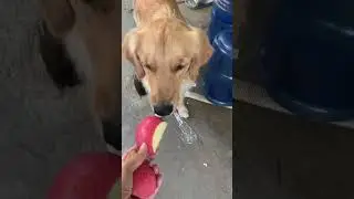 She loves to eat apple😊#shorts #goldenretriever #dog