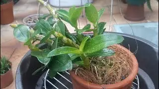 Replante da Orquídea Dendrobium nobile na fibra de coco