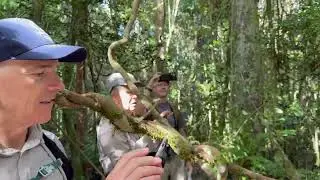 Madagascar: Mantadia NP - we could hear the lemurs before way before we saw them!