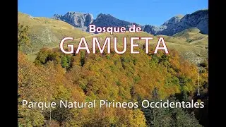 Hayedo de Gamueta, en Otoño: el mejor bosque de hayas del Pirineo aragonés. Valle de Ansó - Zuriza